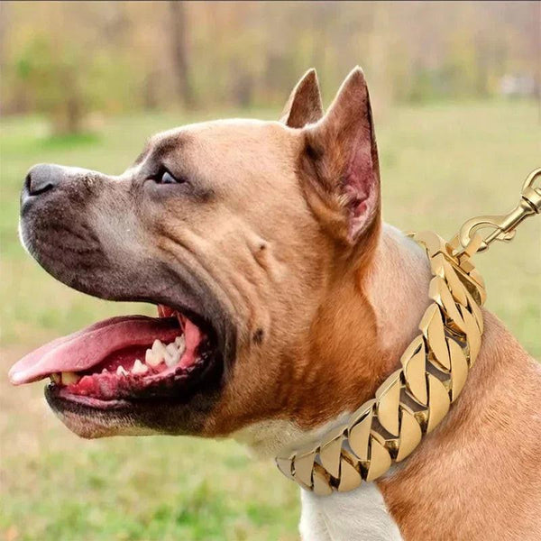 Brown dog wearing wide gold stainless steel chain collar outdoors