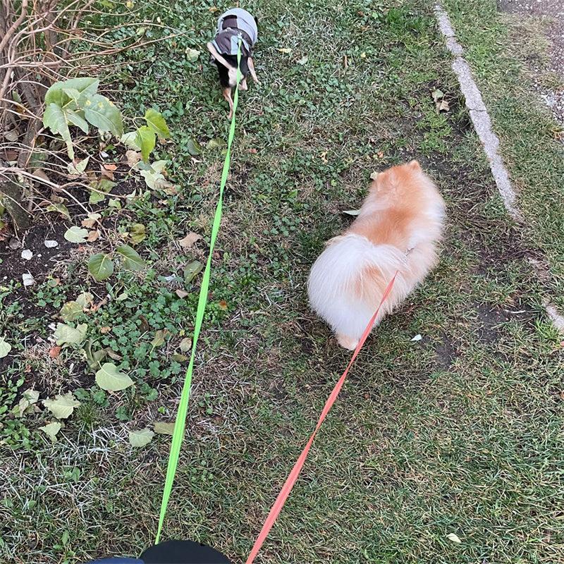 Two small dogs on leashes walking on grass, one tan and fluffy, the other in a pet harness.
