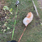 Two small dogs on leashes walking on grass, one tan and fluffy, the other in a pet harness.