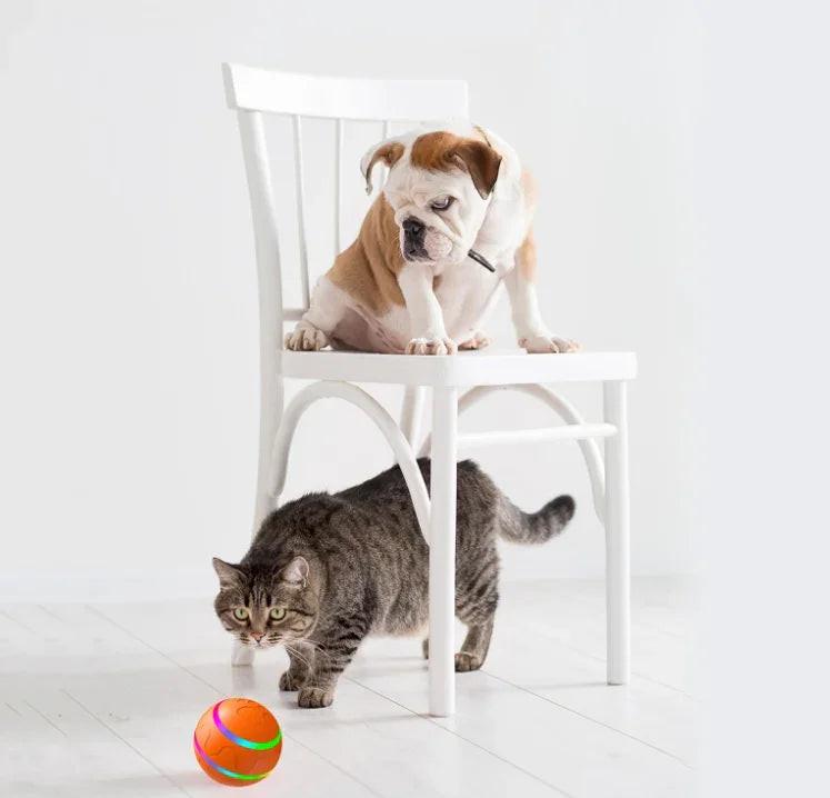 Bulldog on chair watching tabby cat with interactive pet toy ball indoors