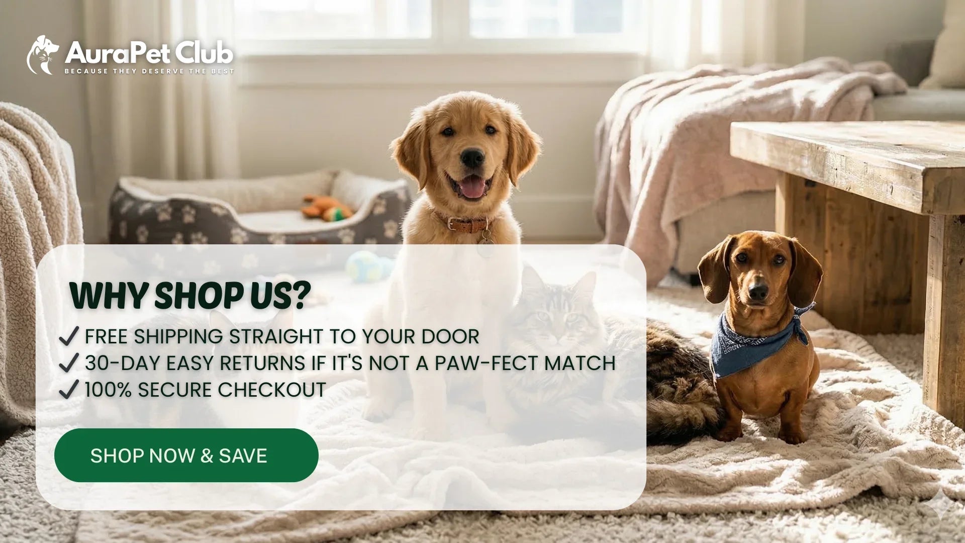Golden retriever puppy, dachshund dog, and tabby cat on cozy rug in bright living room