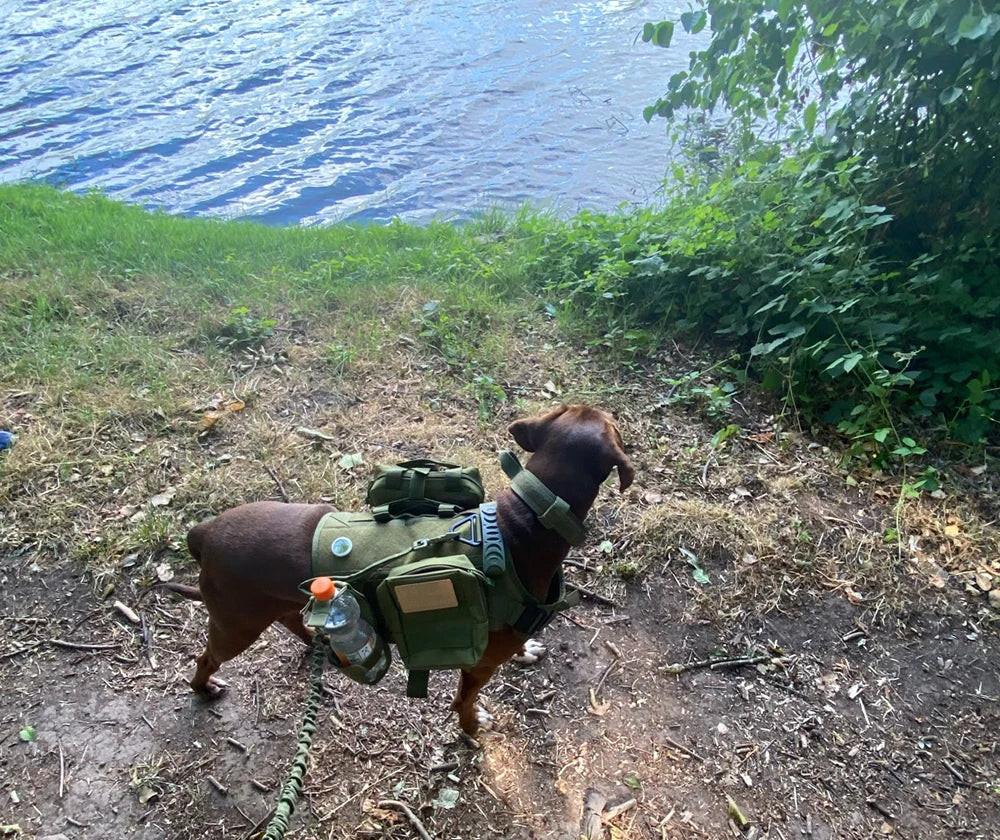 Elite Tactical Dog Harness