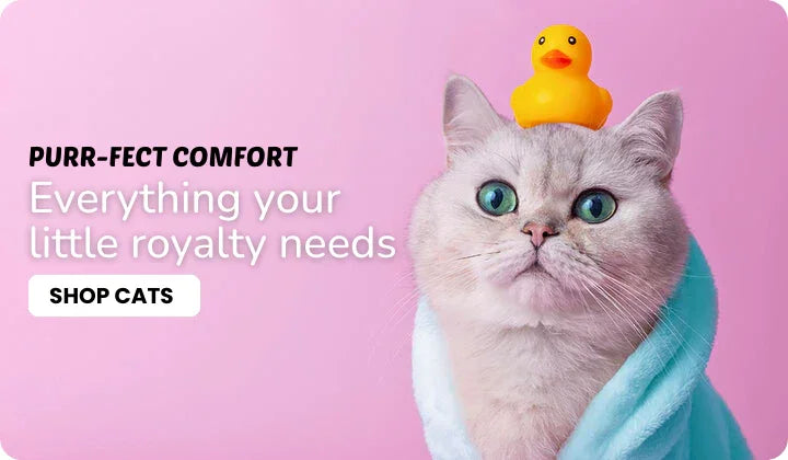 Cute cat in blue towel with rubber duck on head, promoting premium cat essentials.